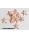 Aplique Estrela do Mar Rosa
