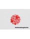 Fundo Rendado Flor Vermelho