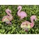 Caixinha Flamingo Rosa